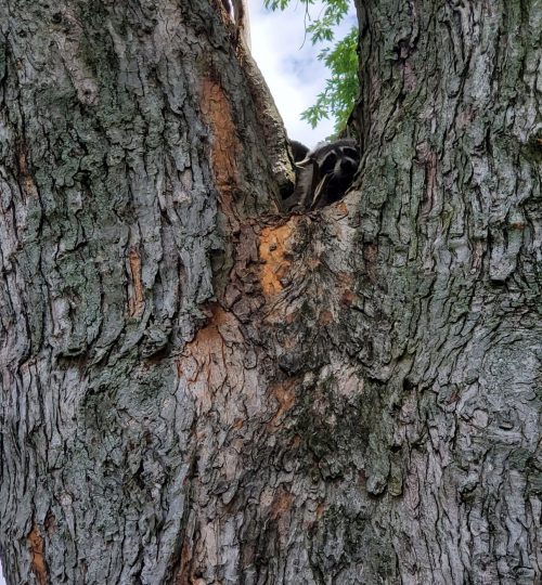 Wildlife raccoon emerging during tree service for broken limbs during storm