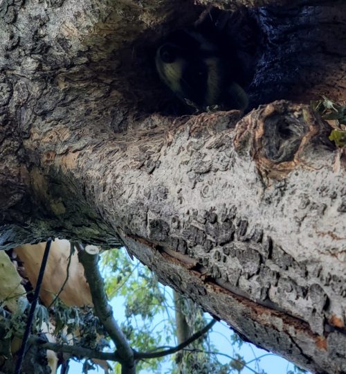 Baby Raccoon peaking at precisionexllc employee during tree service and relocation