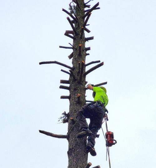 Precisionexllc tree service climbing via rope rigging system